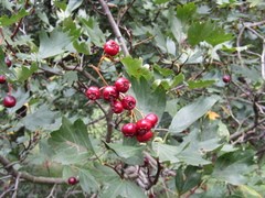 Crataegus dsungarica