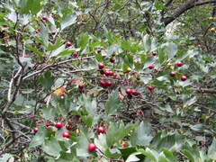 Crataegus dsungarica