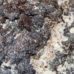 Anoplolepis steingroeveri