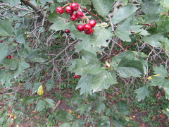 Crataegus dsungarica