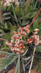 Crassula swaziensis