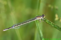 Enallagma durum