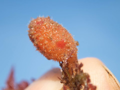 Boltenia ovifera