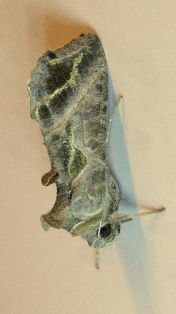 Ctenoplusia fracta