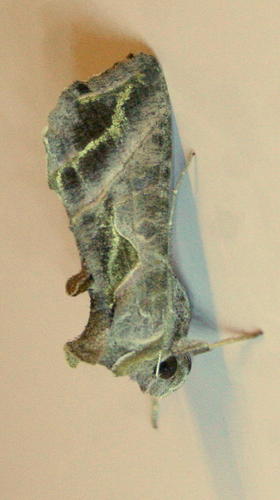 Ctenoplusia fracta thumbnail