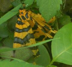 Amphicallia bellatrix