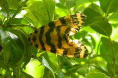 Amphicallia bellatrix