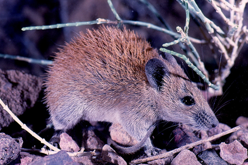 Golden Spiny Mouse