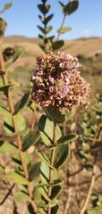Lippia rotundifolia