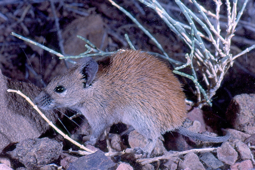 Golden Spiny Mouse