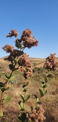 Lippia rotundifolia