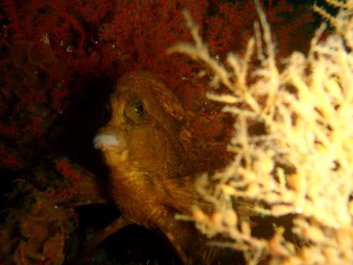 Smooth horsefish (Congiopodus torvus) — Congiopodidae — 4