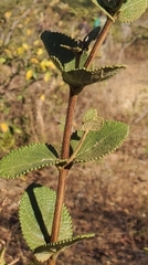 Lippia rotundifolia