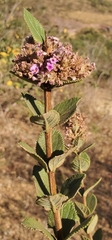 Lippia rotundifolia
