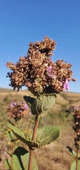 Lippia rotundifolia
