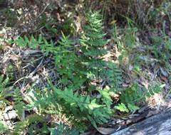 Cheilanthes viridis viridis