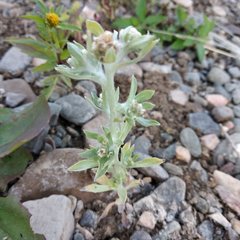 Gnaphalium rossicum