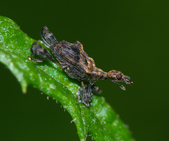 Stephanorhynchus lawsoni