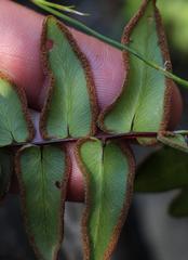 Cheilanthes viridis viridis