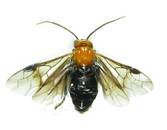 Hemichroa australis