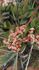 Crassula swaziensis