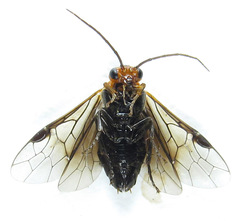 Hemichroa australis
