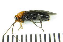 Hemichroa australis