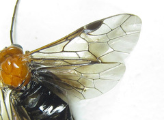 Hemichroa australis