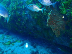 Pterogymnus laniarius