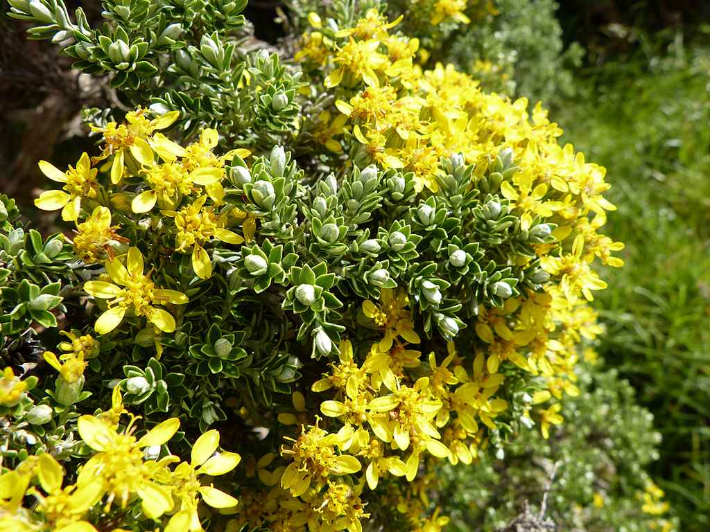 Brachyglottis cassinioides