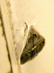 Acantholipes trimeni