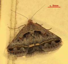 Acantholipes trimeni