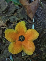 Bruceholstia magnifolia