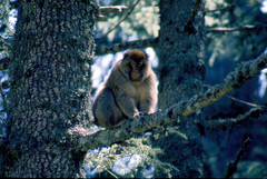 Macaca sylvanus