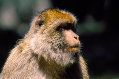 Macaca sylvanus
