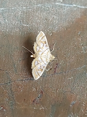 Pseudopyrausta santatalis