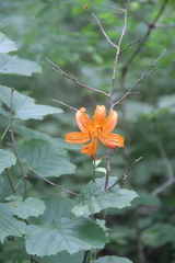 Lilium distichum