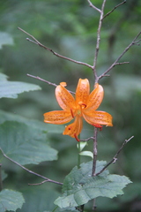 Lilium distichum