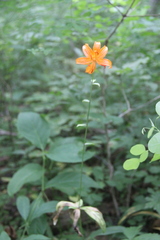 Lilium distichum