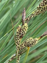 Carex kelloggii