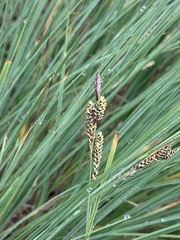 Carex kelloggii