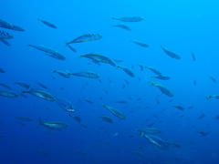 Trachurus trachurus