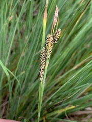 Carex kelloggii
