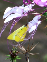 Hesperocharis crocea crocea