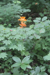 Lilium distichum