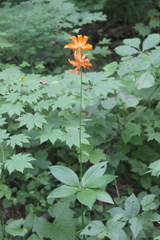 Lilium distichum