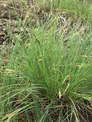 Carex kelloggii