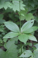Lilium distichum