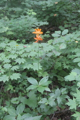 Lilium distichum