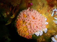 Melithaea rubra